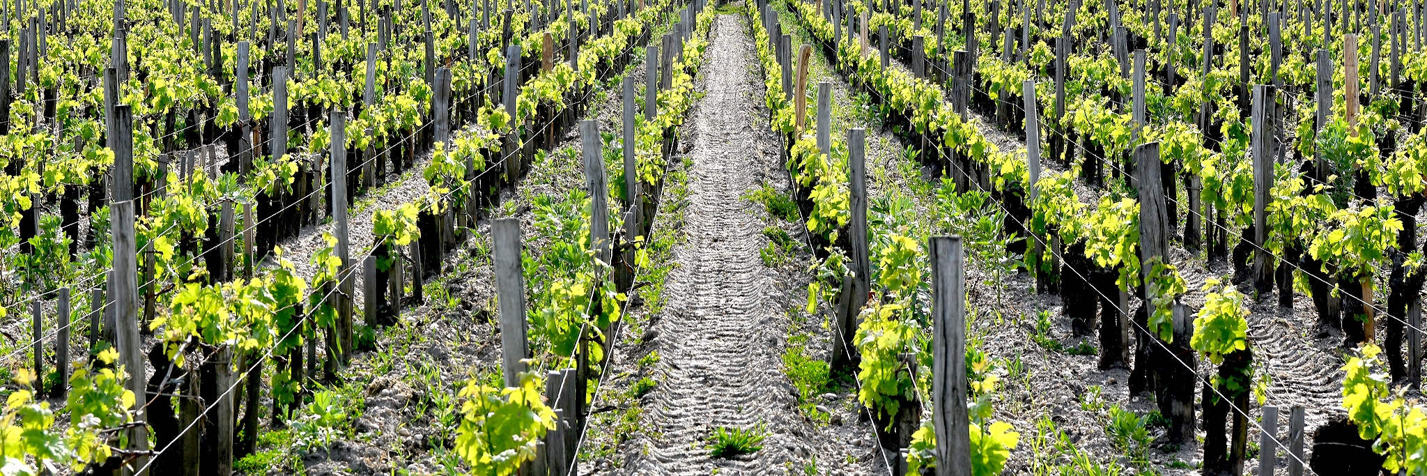 Bordeaux Weine aus der Kategorie Eintel (0,75L) bei Aux fins Gourmets kaufen
